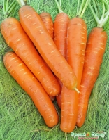 Морковь "МО"