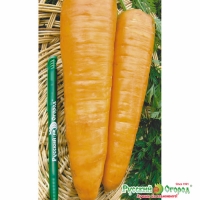 Морковь "Русский размер"